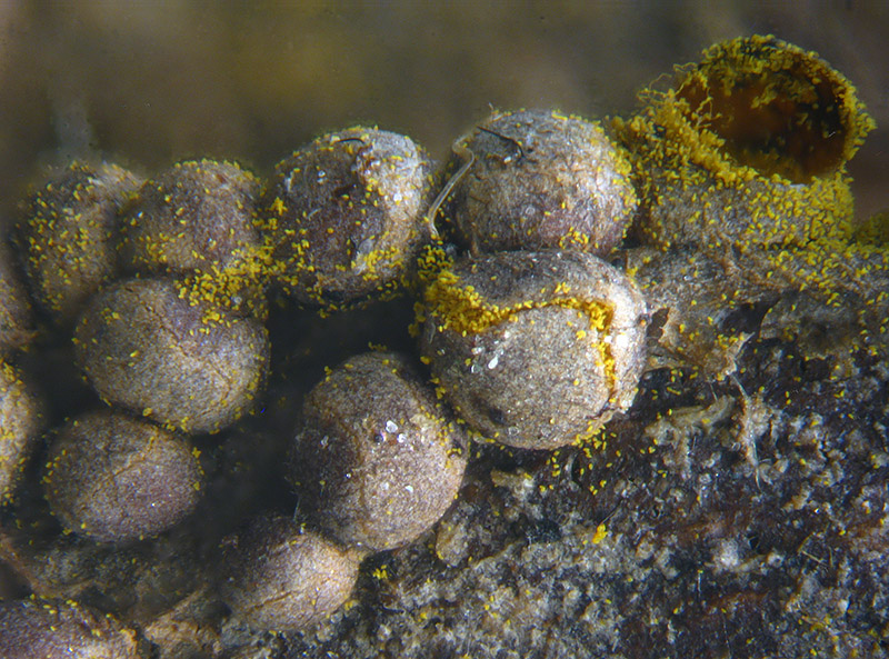 Perichaena corticalis